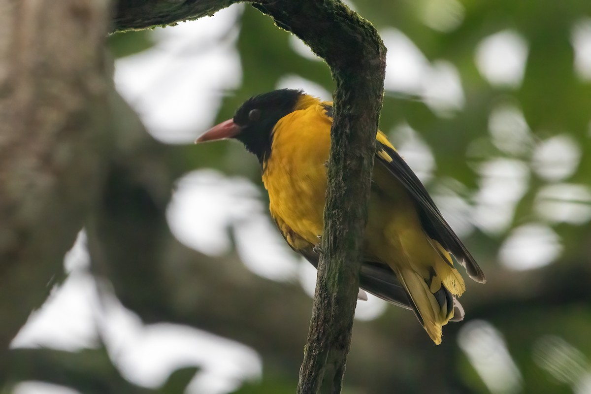 Black-hooded Oriole - ML638386382