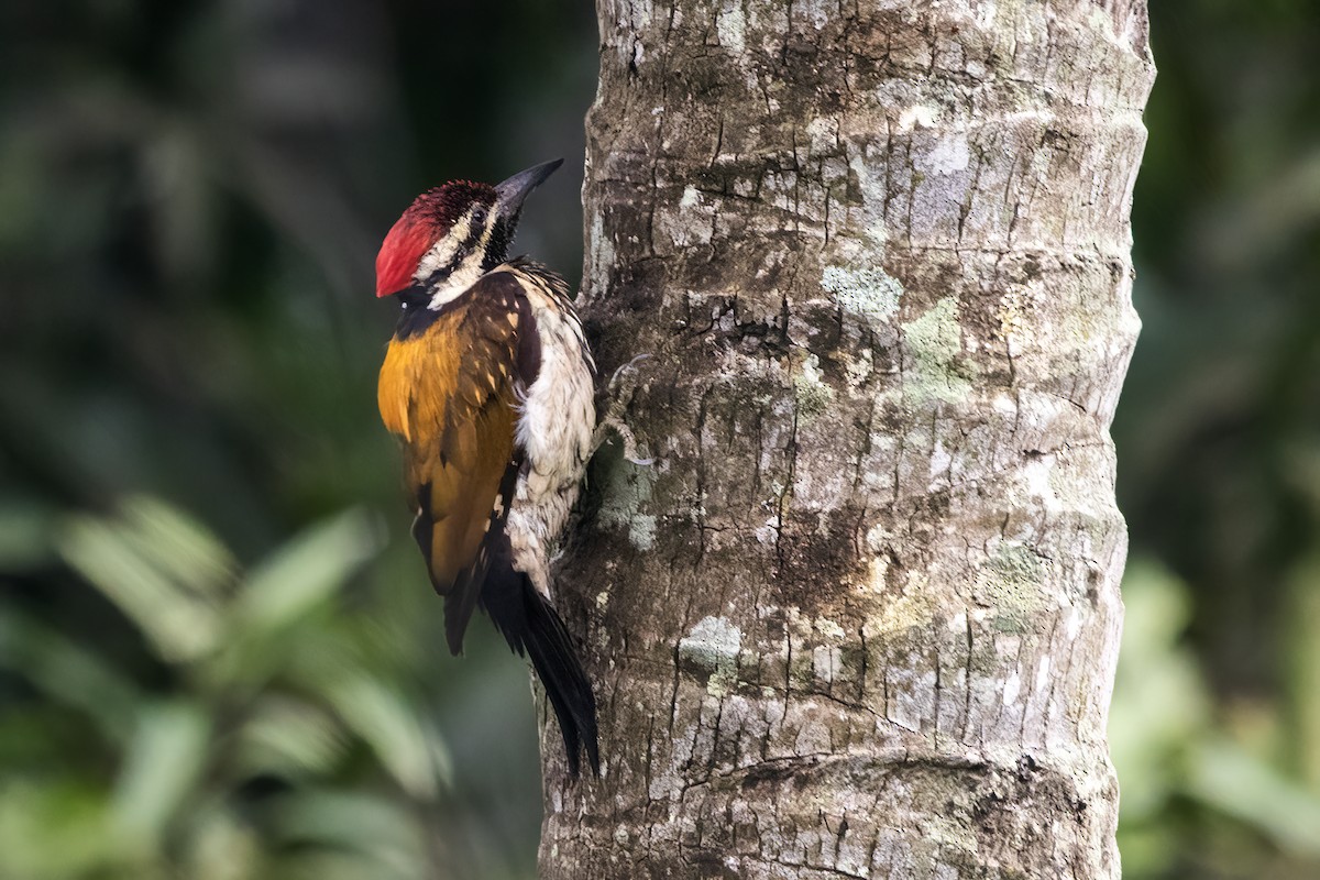 Black-rumped Flameback - ML638386383