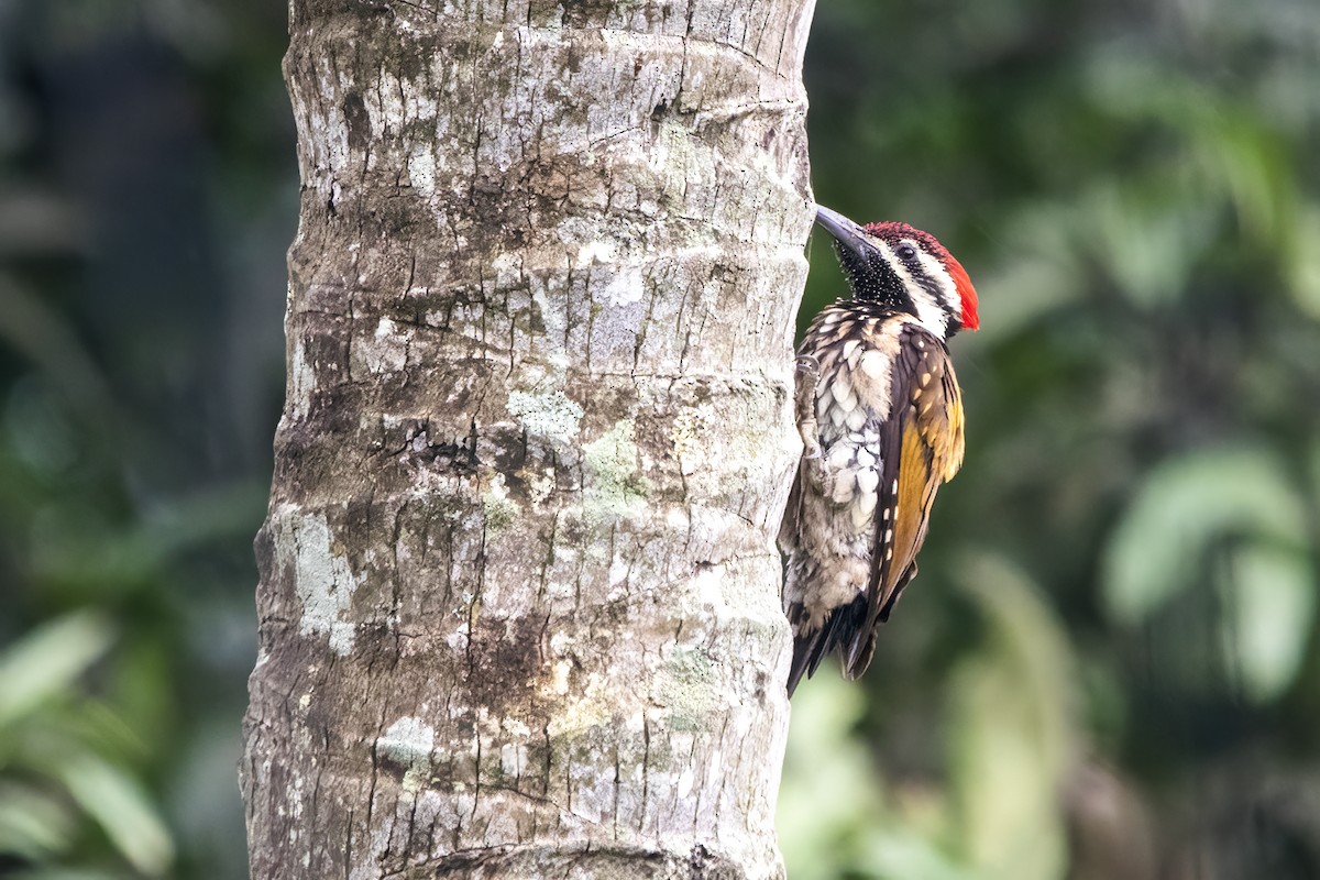 Black-rumped Flameback - ML638386384