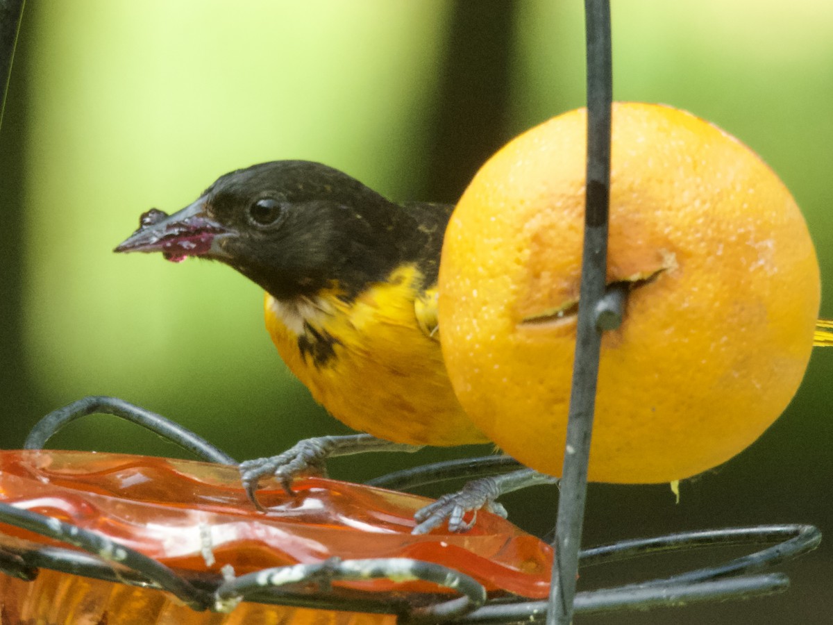 Baltimore Oriole - ML638386385