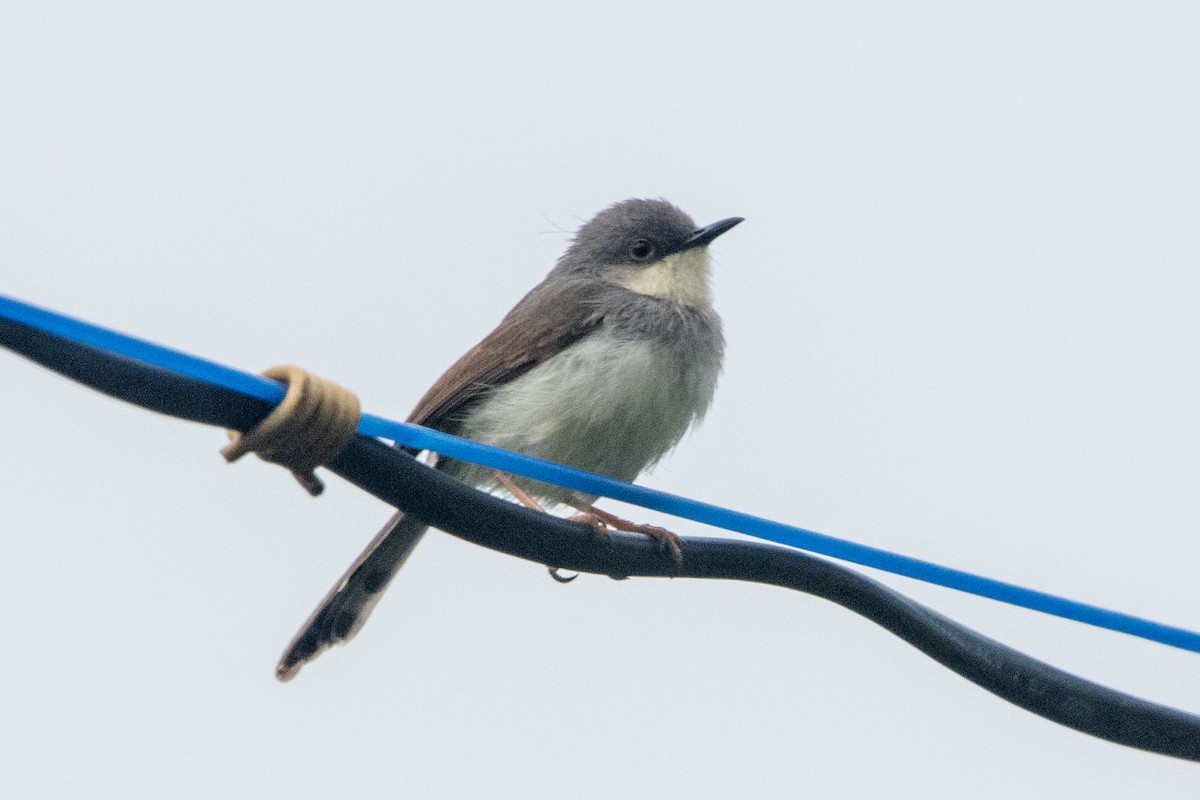 Gray-breasted Prinia - ML638386386