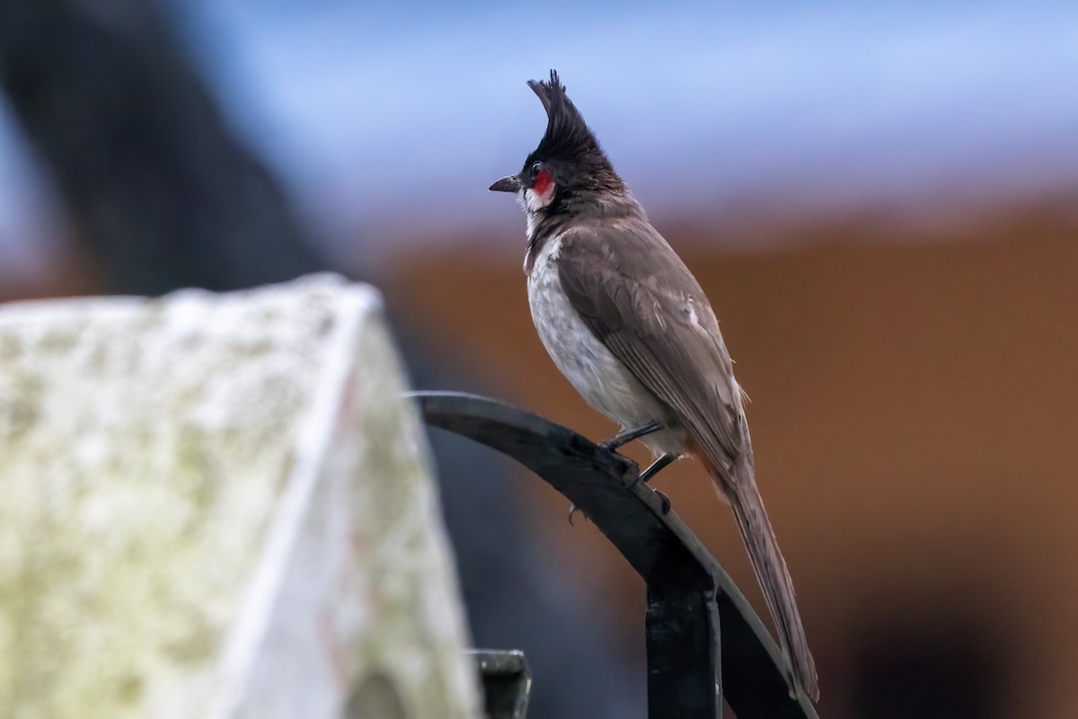 Red-whiskered Bulbul - ML638386389