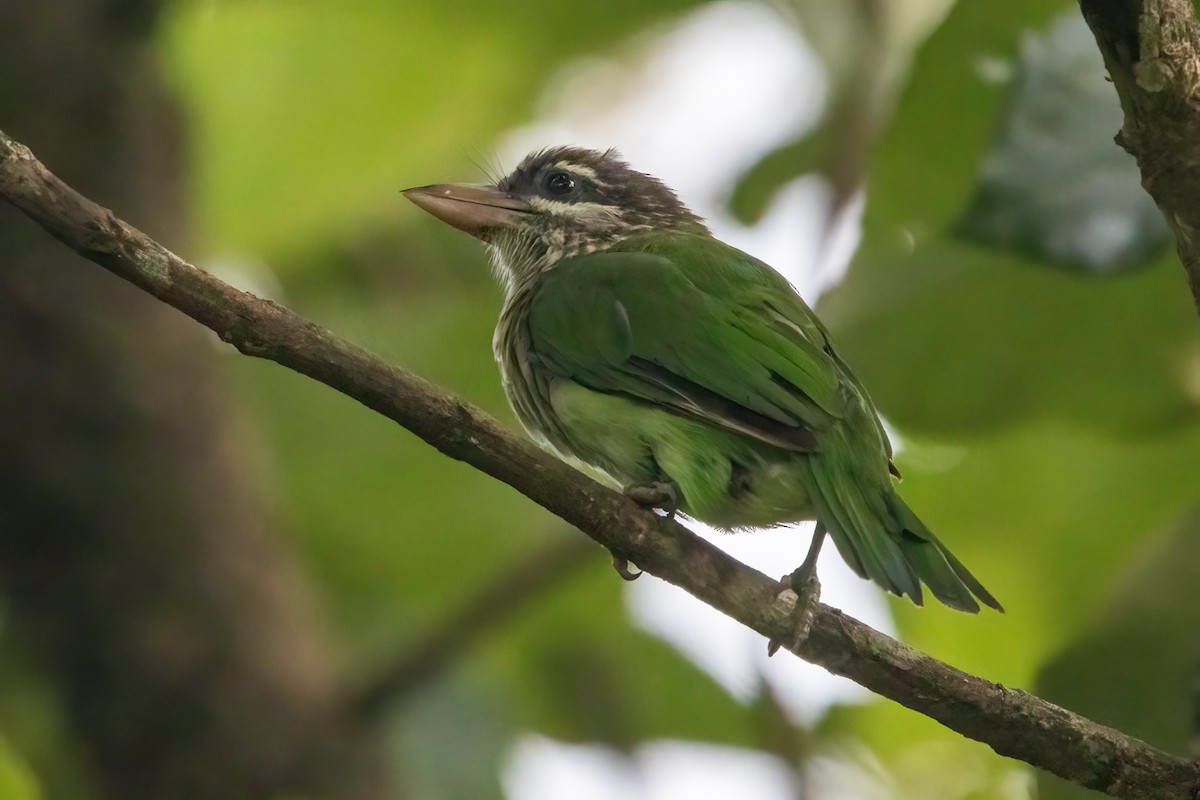 White-cheeked Barbet - ML638386391