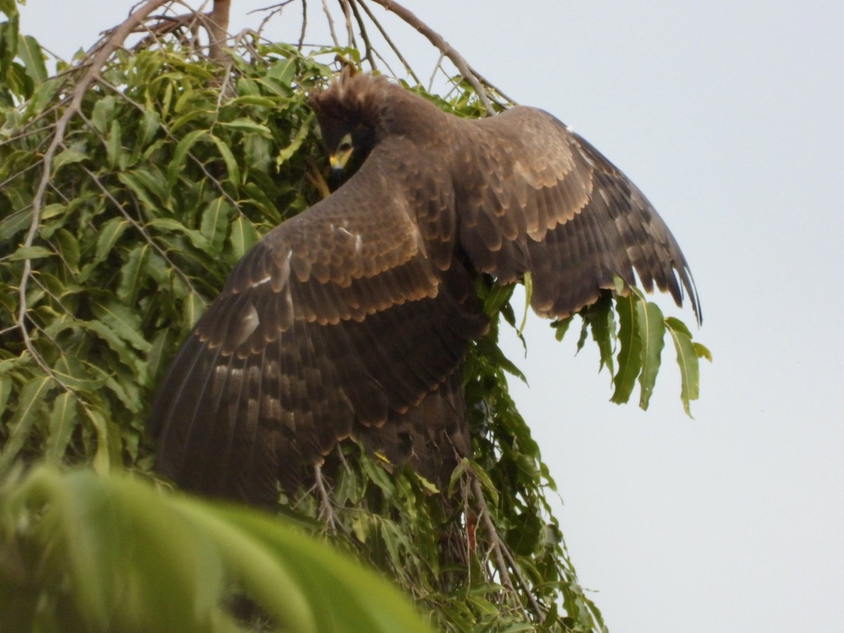 African Harrier-Hawk - ML638386402