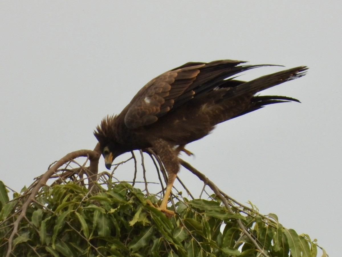 African Harrier-Hawk - ML638386403