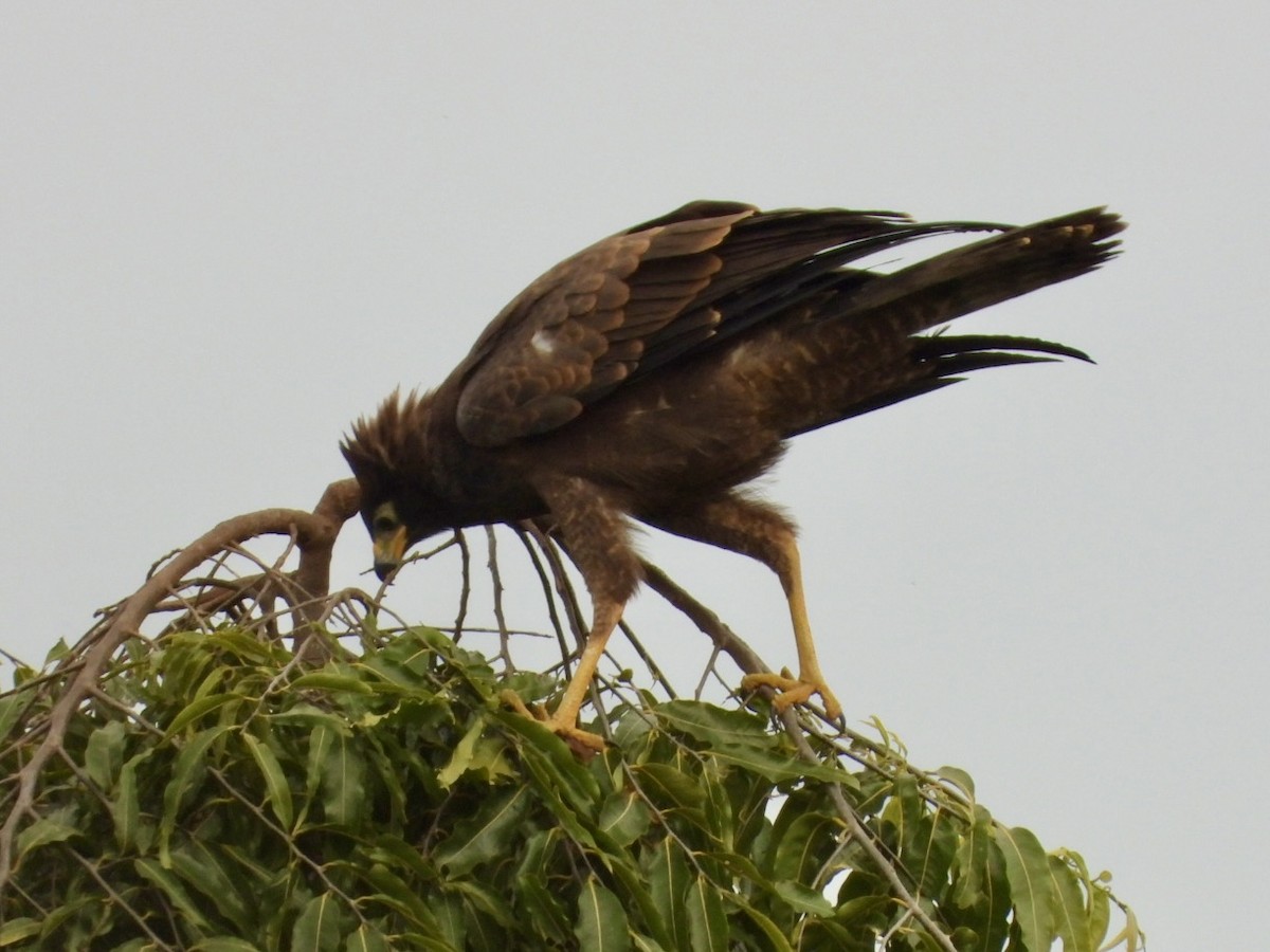 African Harrier-Hawk - ML638386404