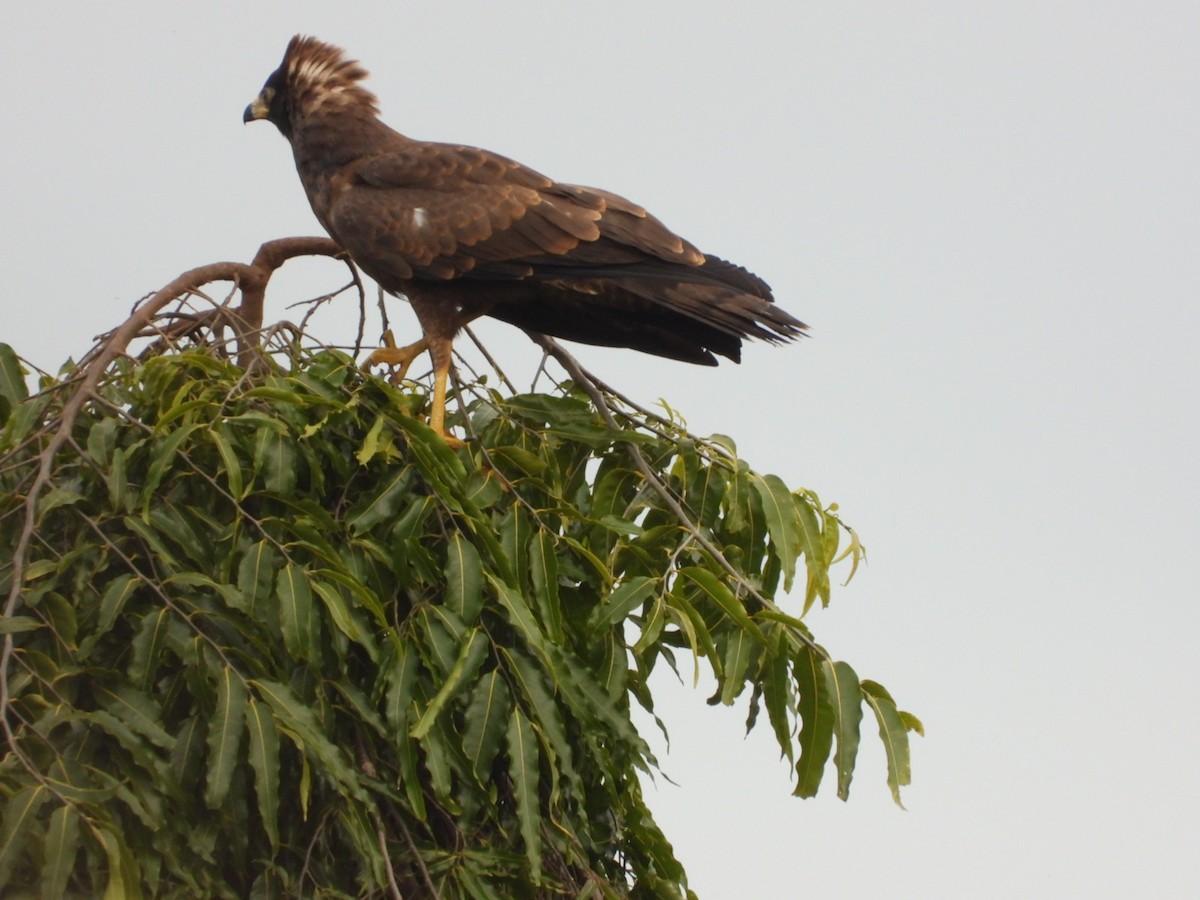 African Harrier-Hawk - ML638386405