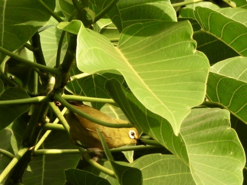 Green White-eye - ML638386414