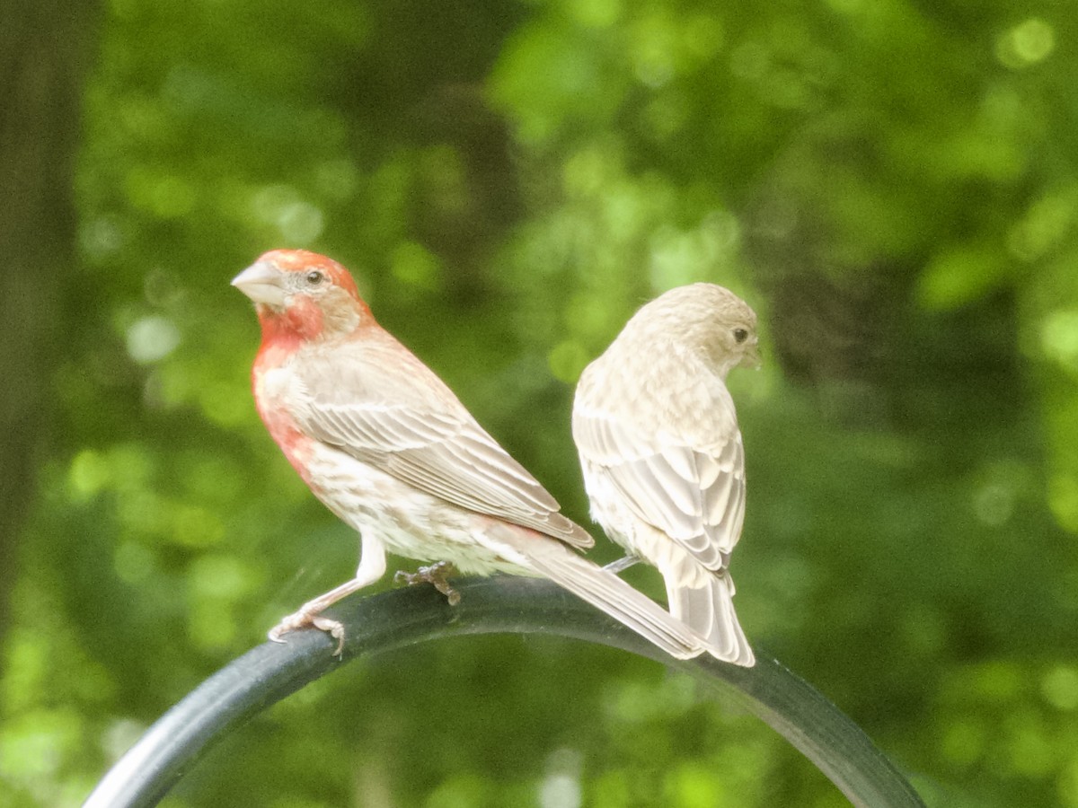 House Finch - ML638386424