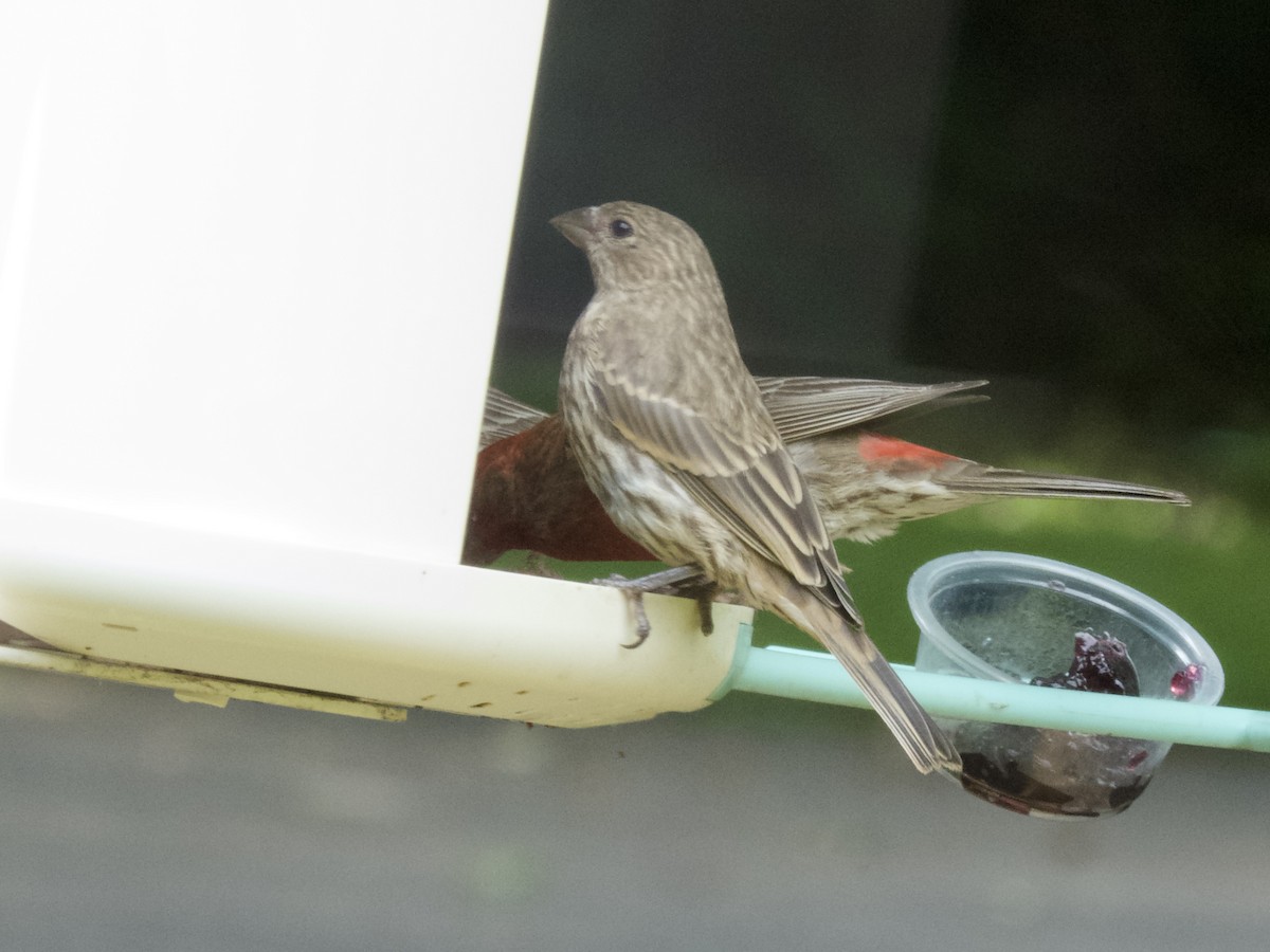 House Finch - ML638386425