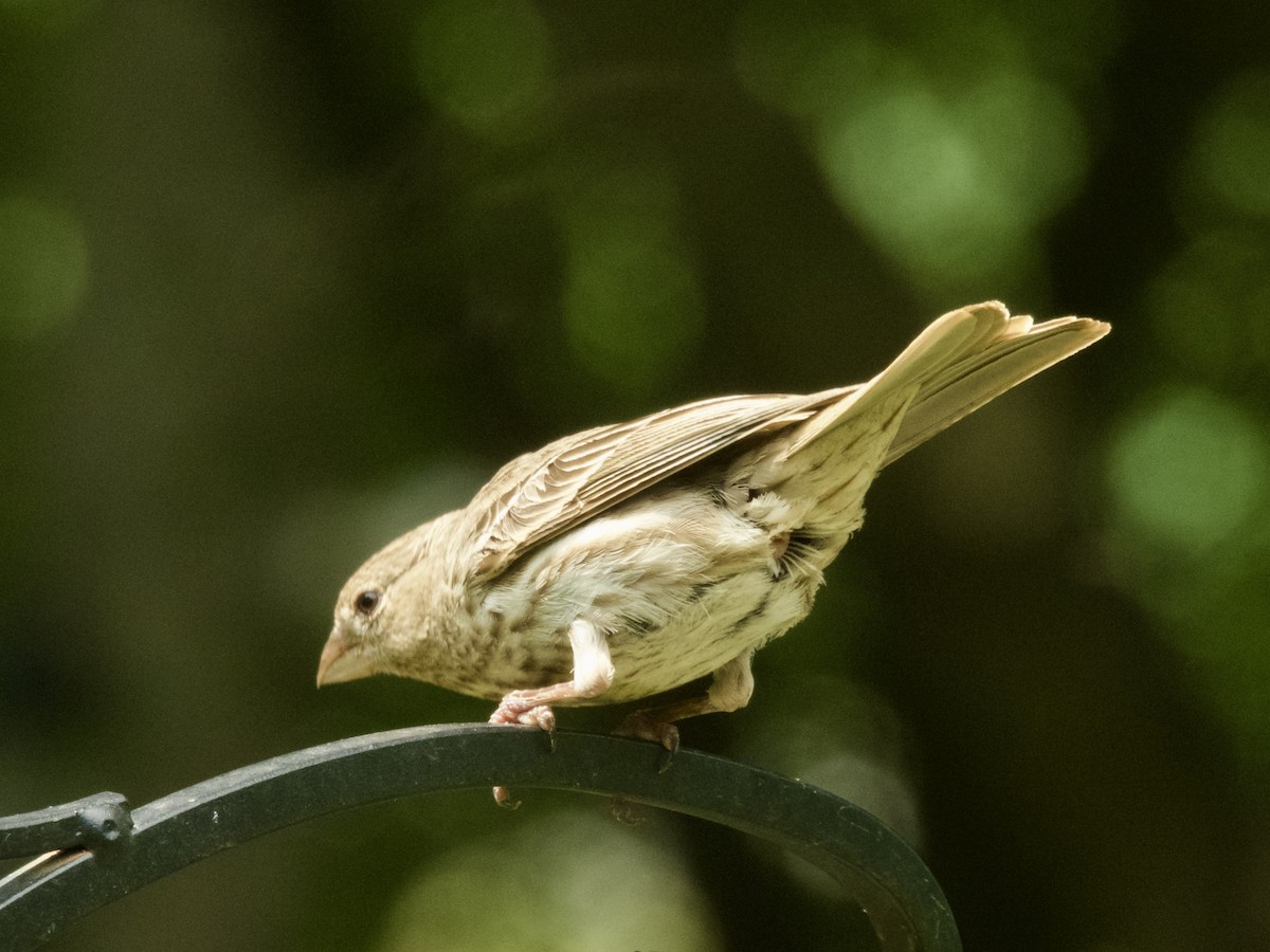 House Finch - ML638386426