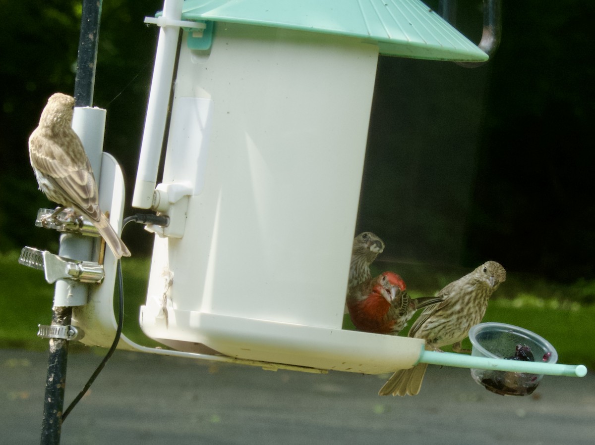 House Finch - ML638386427