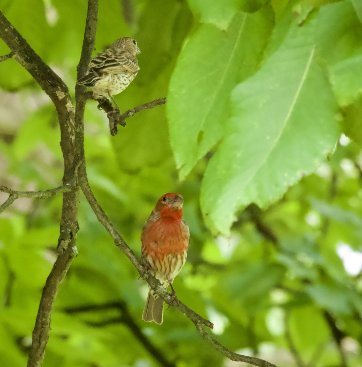 House Finch - ML638386428