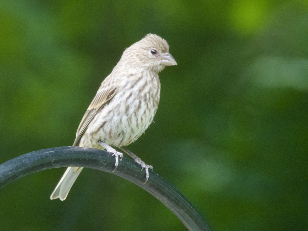 House Finch - ML638386429