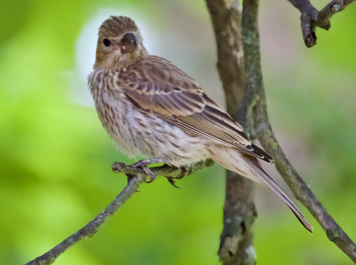 House Finch - ML638386430