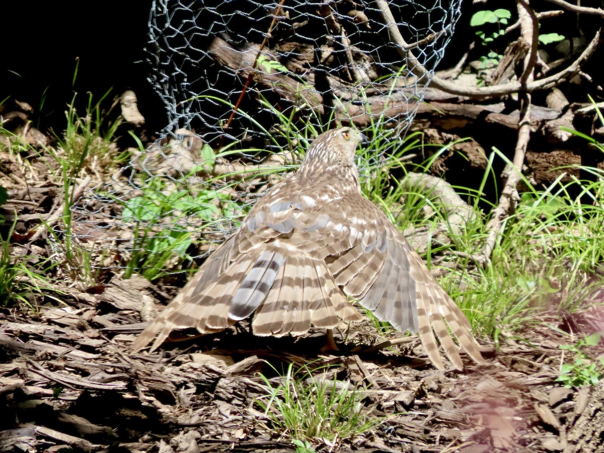 Cooper's Hawk - ML638386433