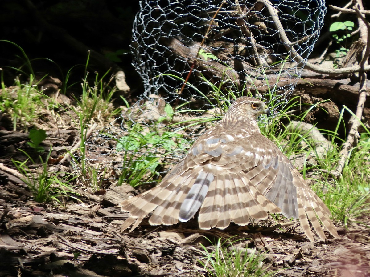 Cooper's Hawk - ML638386434