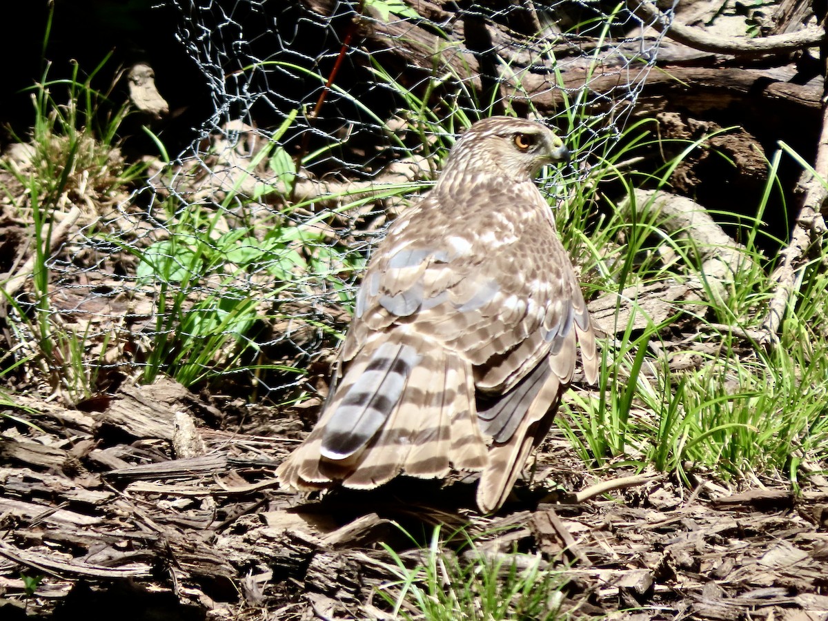 Cooper's Hawk - ML638386435