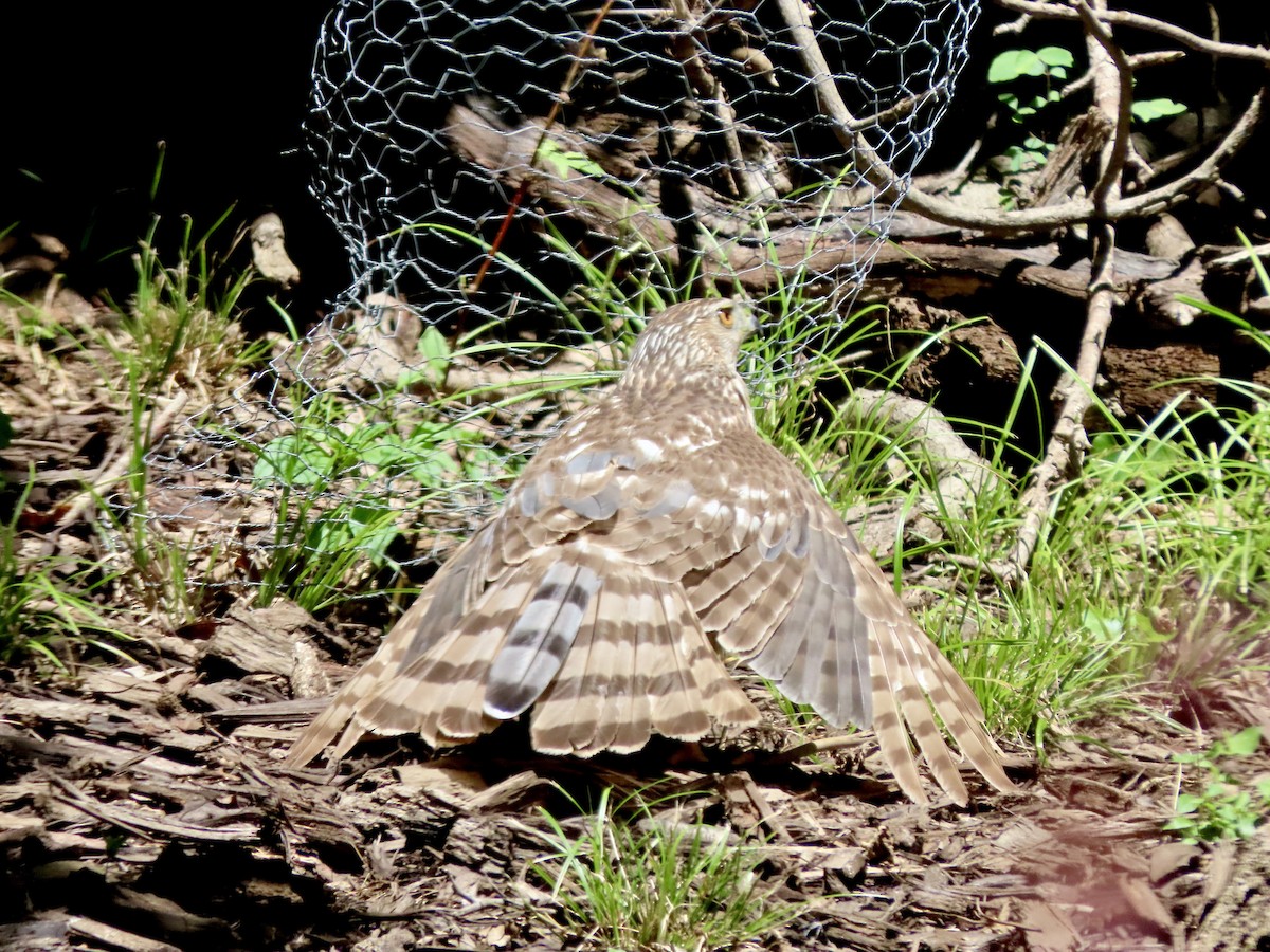 Cooper's Hawk - ML638386436