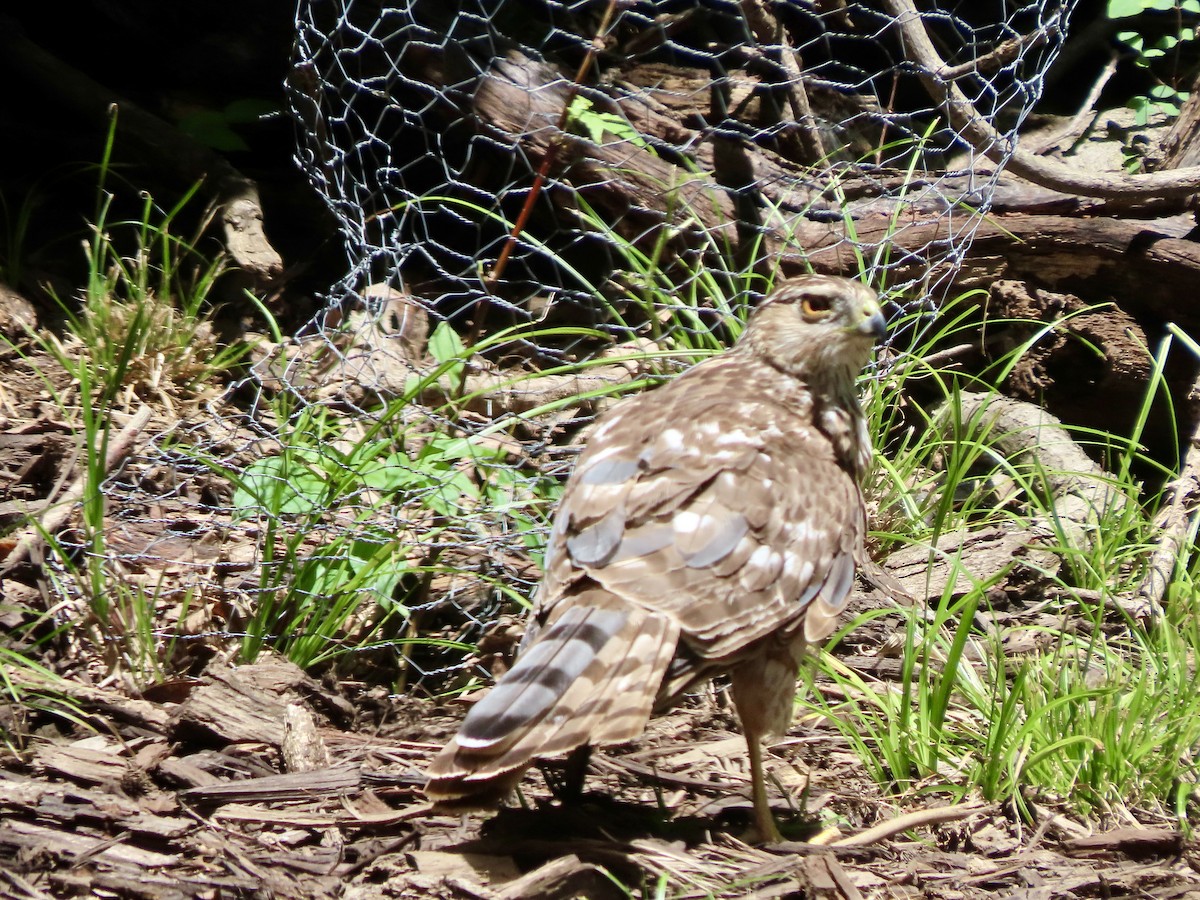 Cooper's Hawk - ML638386438