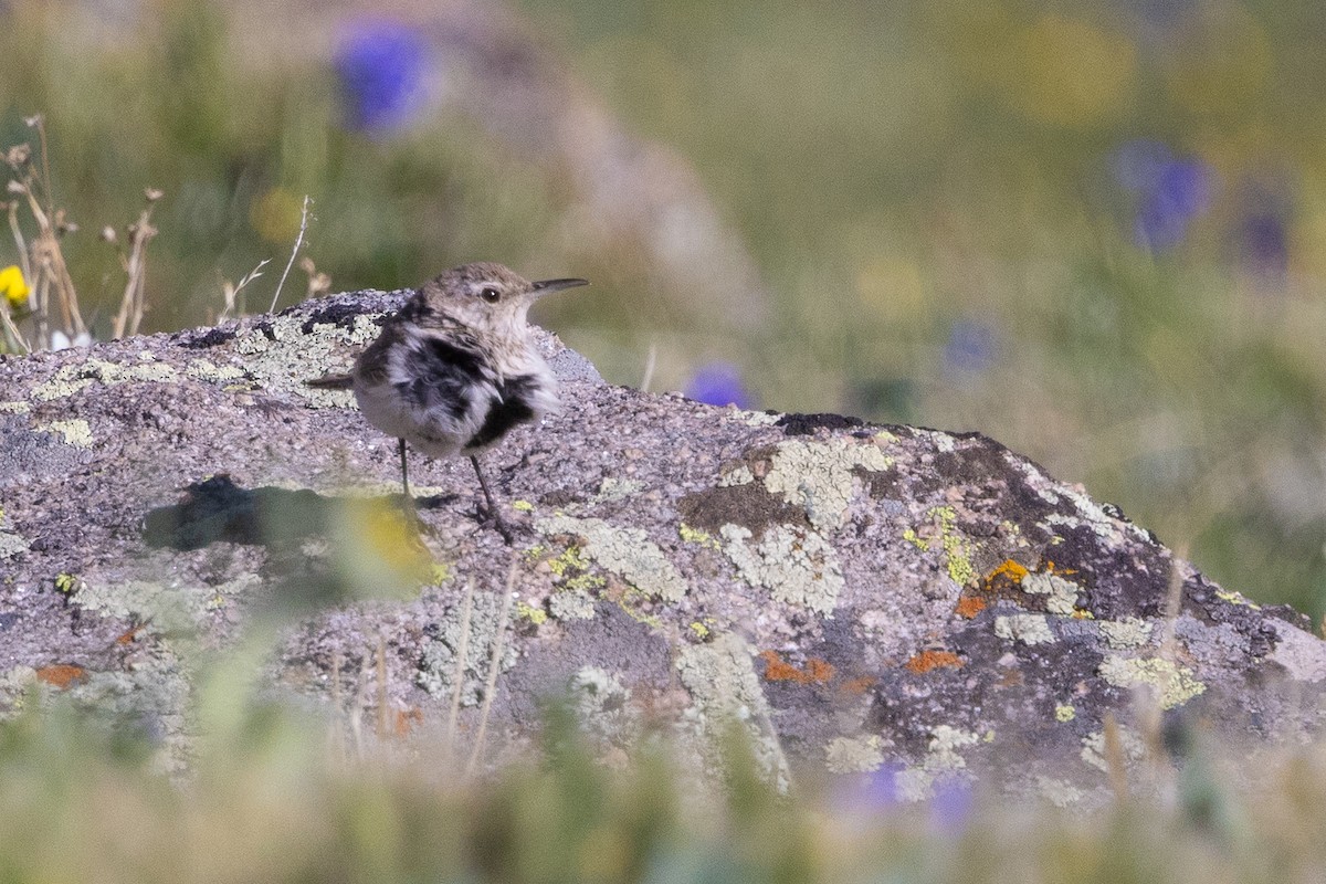 Rock Wren - ML638386439