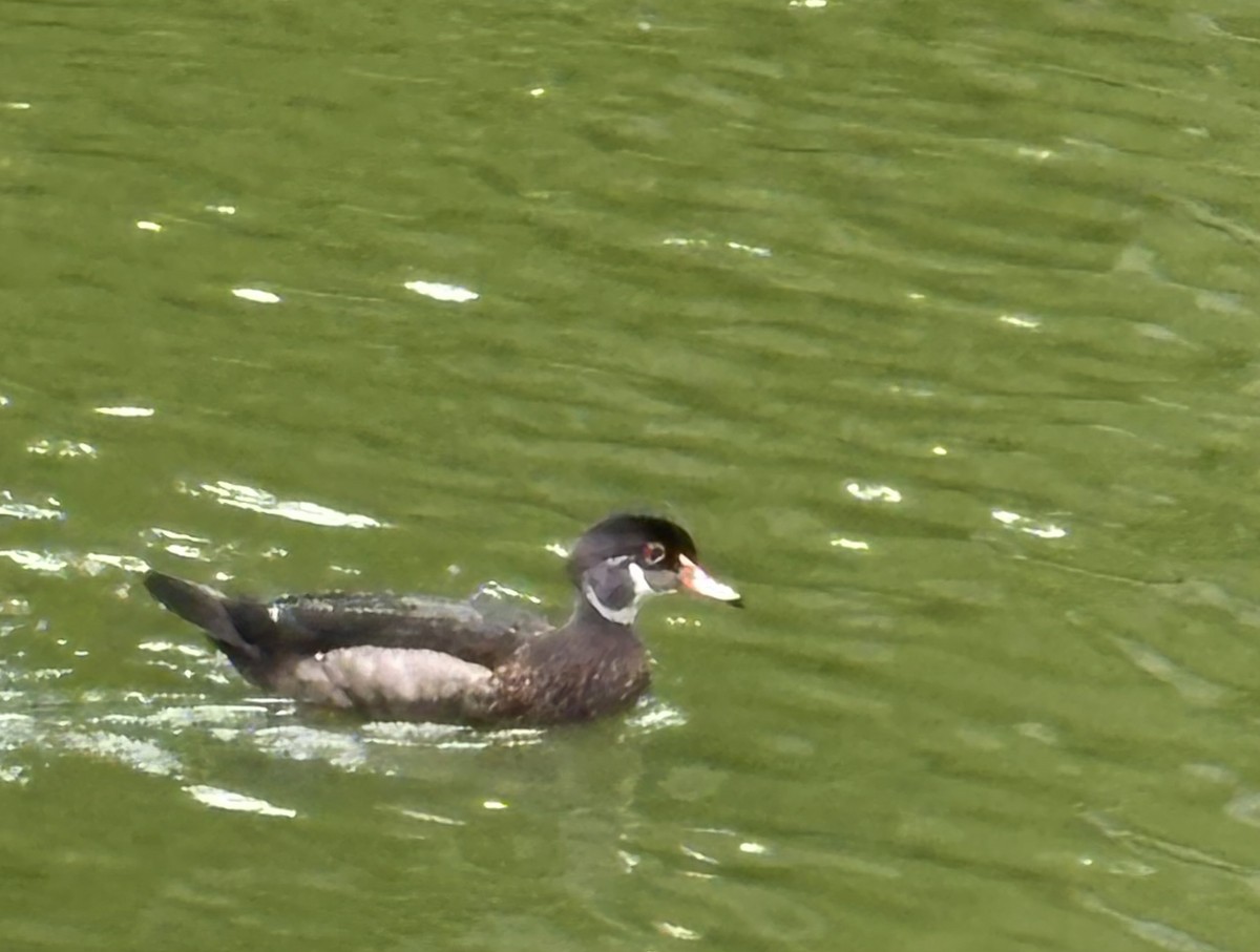 Canard branchu - ML638386447