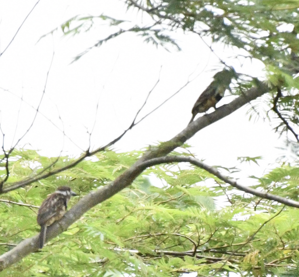 Russet-throated Puffbird - ML638386448