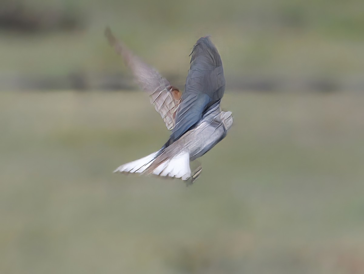 Thick-billed Longspur - ML638386451