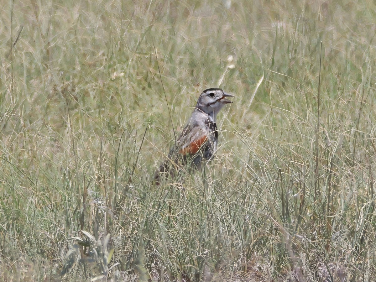 Thick-billed Longspur - ML638386452