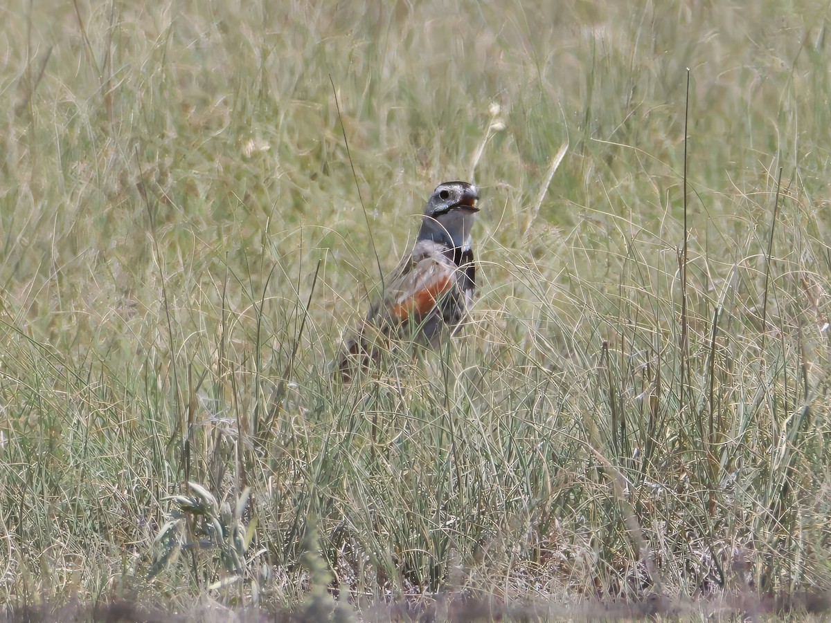 Thick-billed Longspur - ML638386453