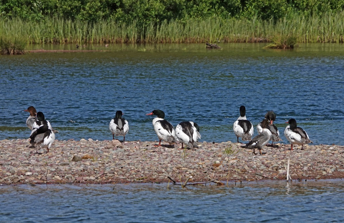Common Merganser - ML638386457
