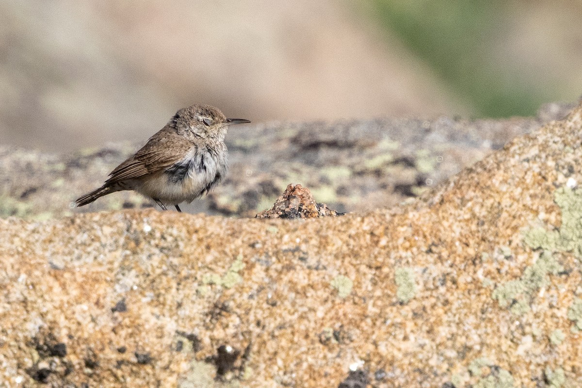 Rock Wren - ML638386458