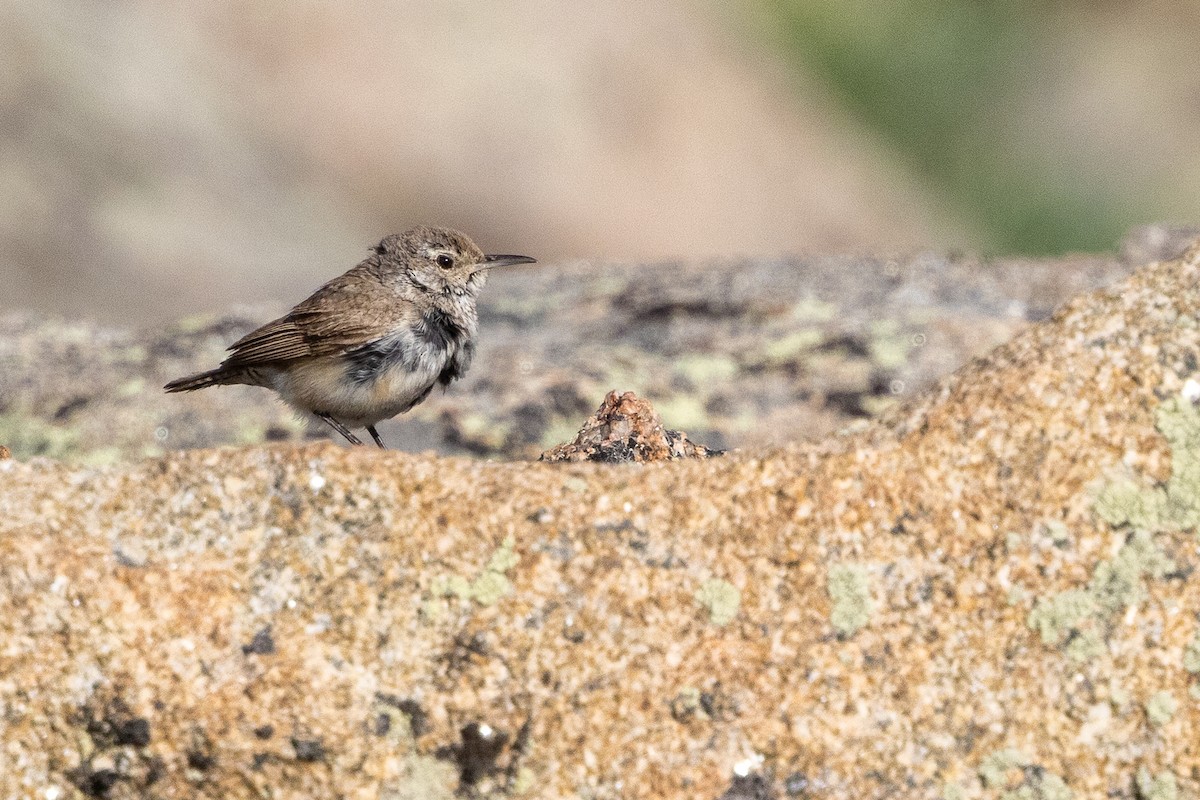 Rock Wren - ML638386459