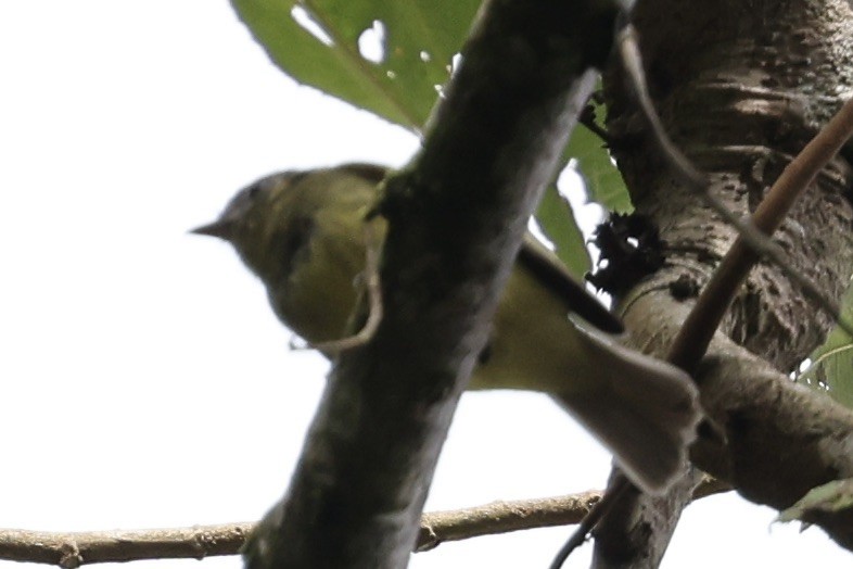 Ashy-headed Tyrannulet - ML638386472