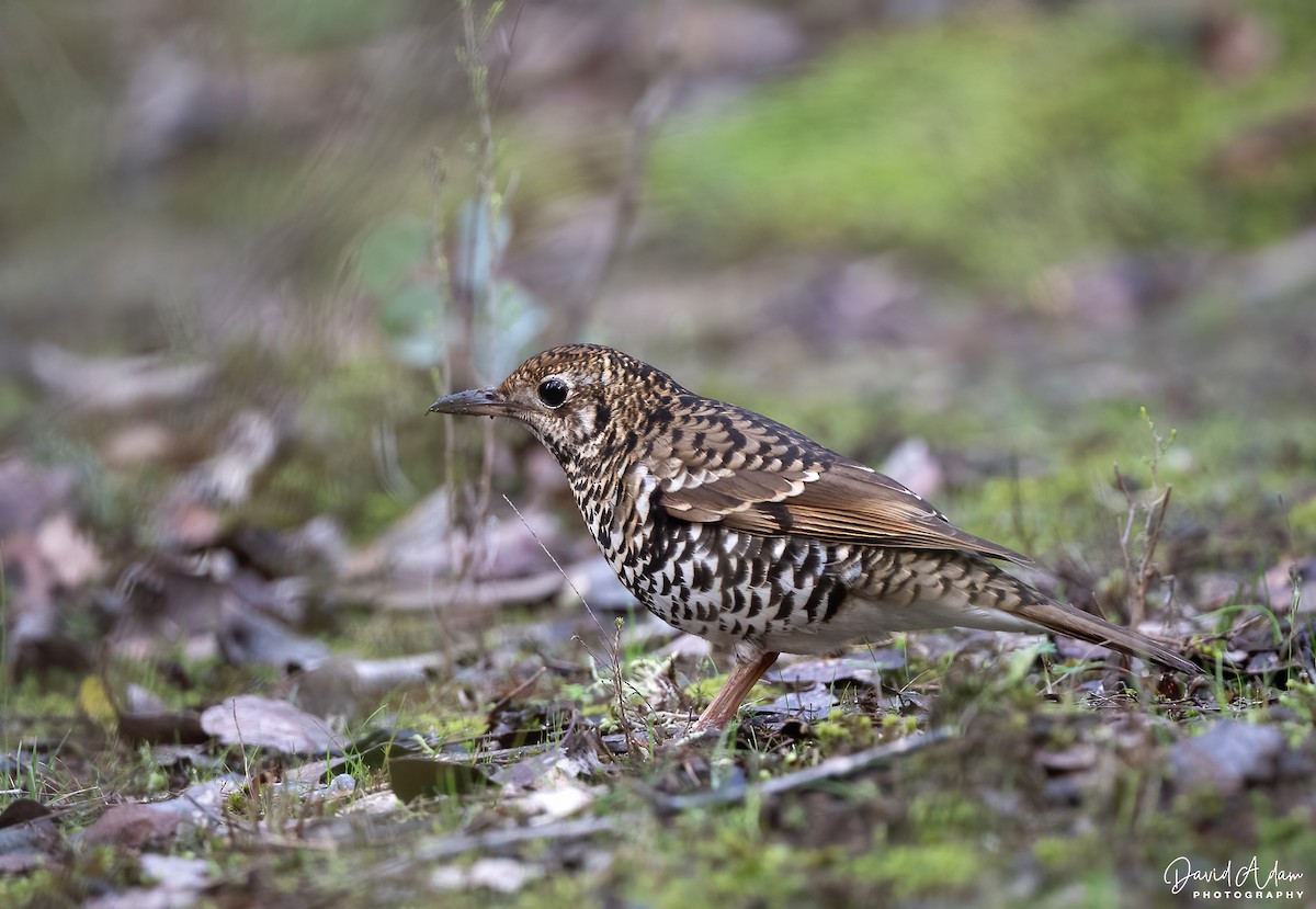 Bassian Thrush - ML638386473