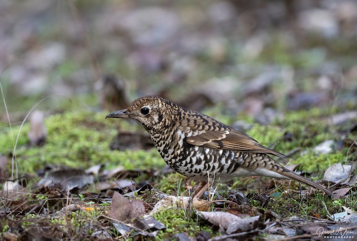 Bassian Thrush - ML638386474