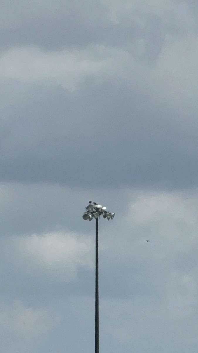 Osprey - ML638386487