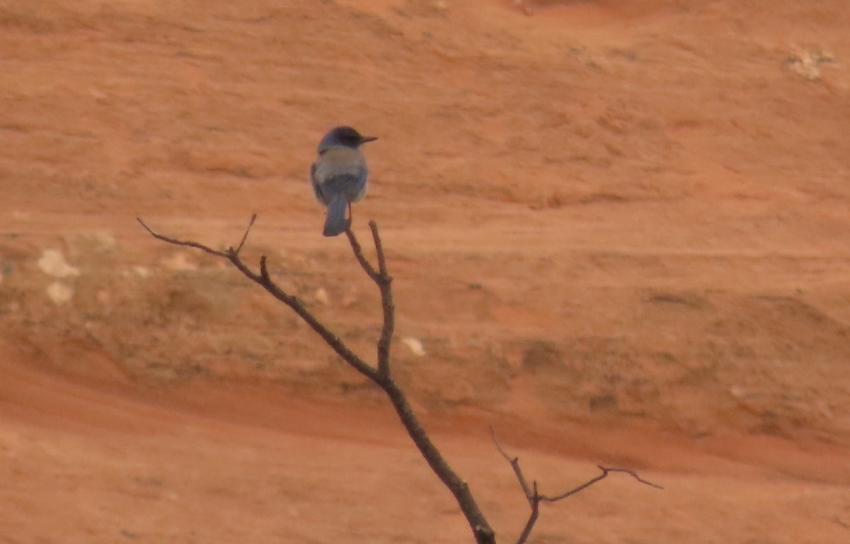 Woodhouse's Scrub-Jay - ML638386494