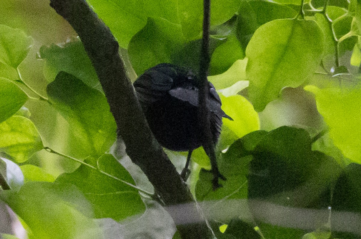 Tahiti Monarch - ML638386501
