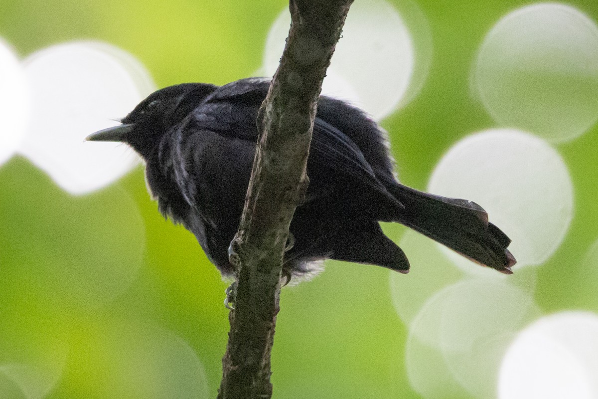 Tahiti Monarch - ML638386502