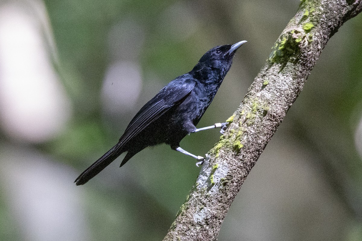Tahiti Monarch - ML638386503