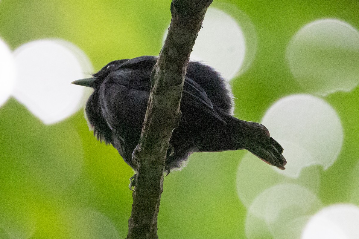 Tahiti Monarch - ML638386504