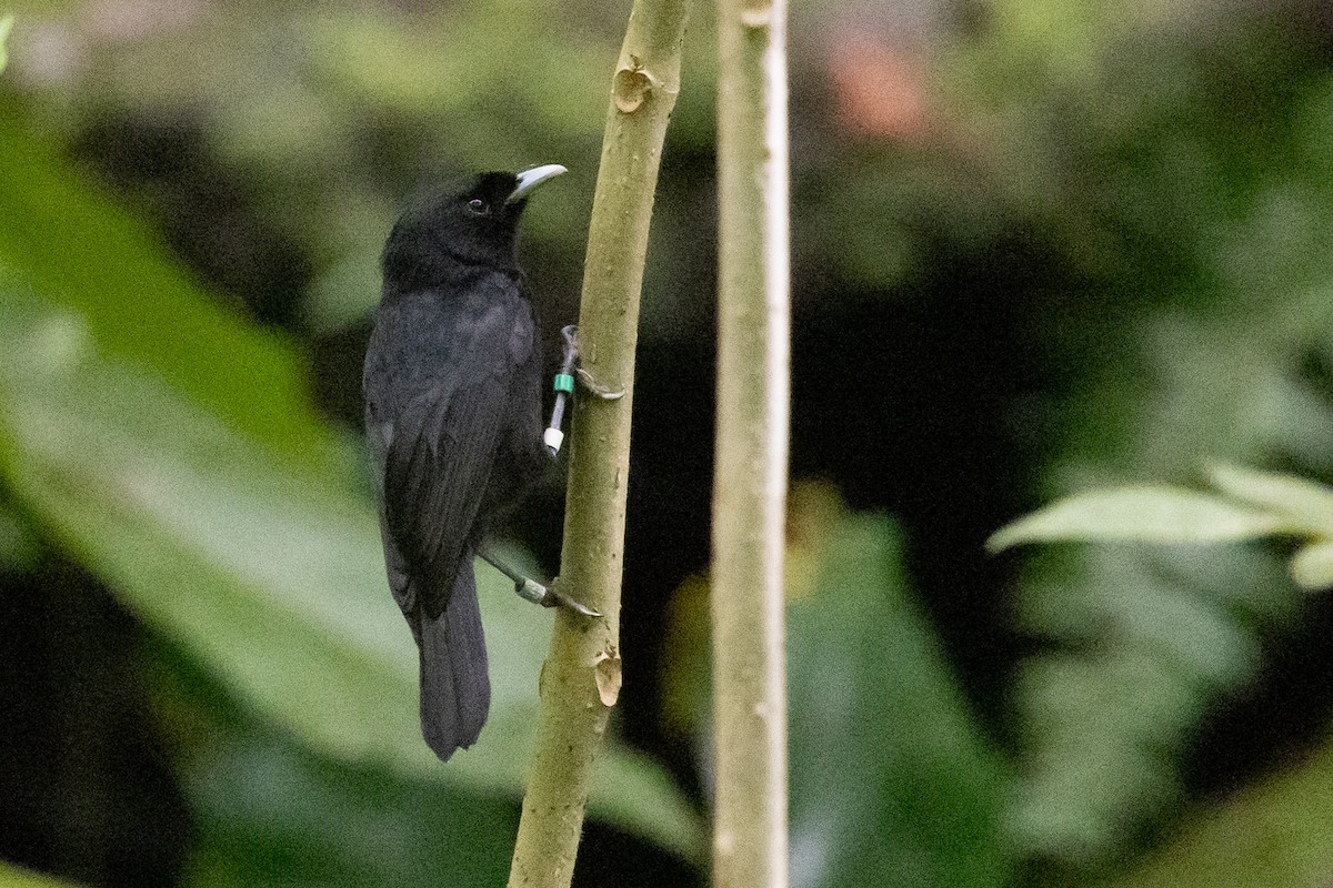 Tahiti Monarch - ML638386505