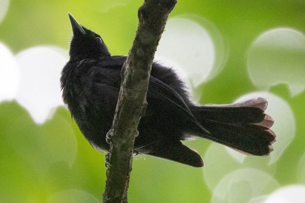 Tahiti Monarch - ML638386507