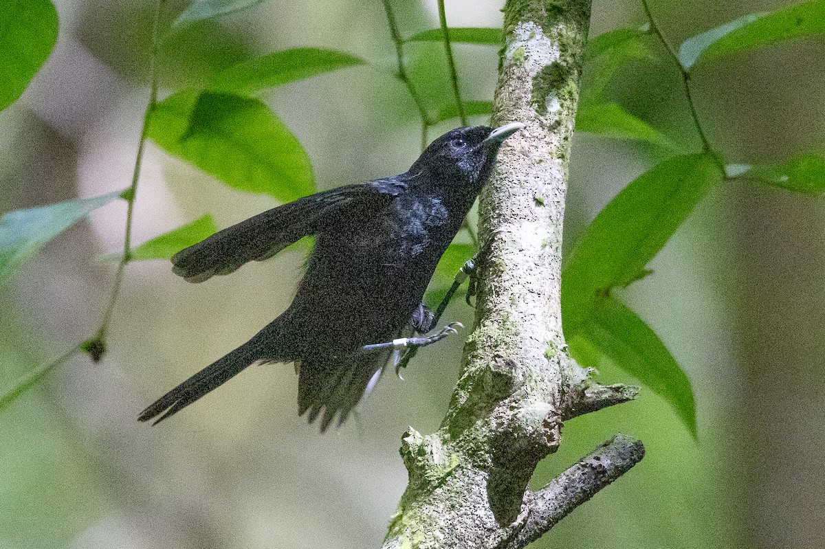 Tahiti Monarch - ML638386508