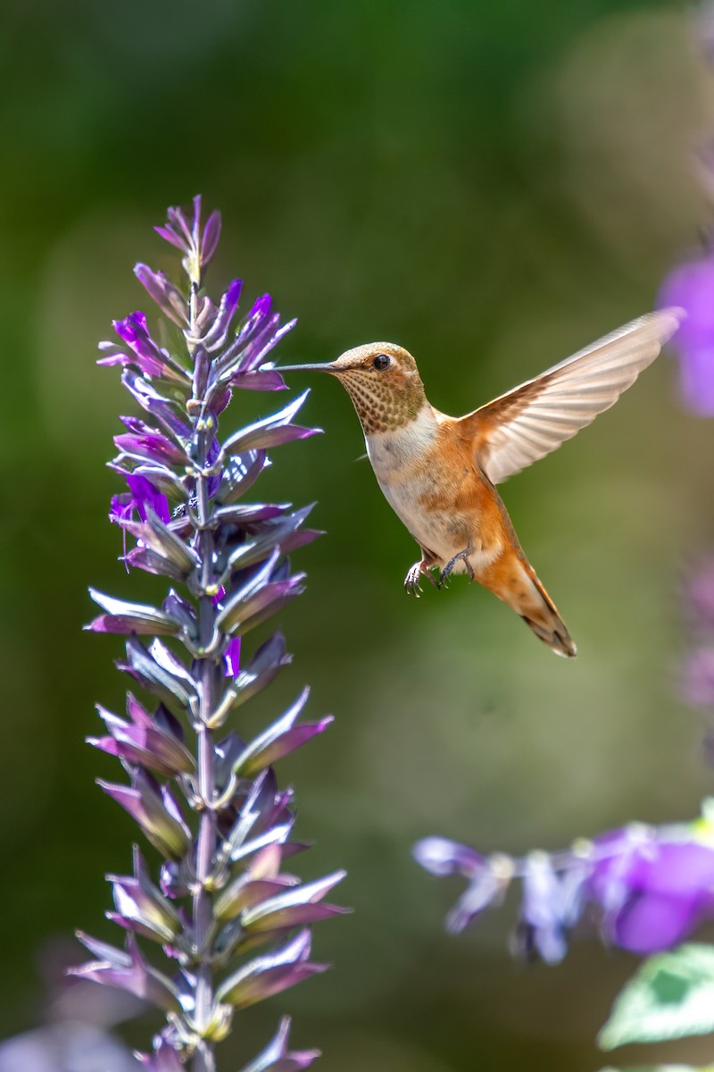 Rufous Hummingbird - ML638386523