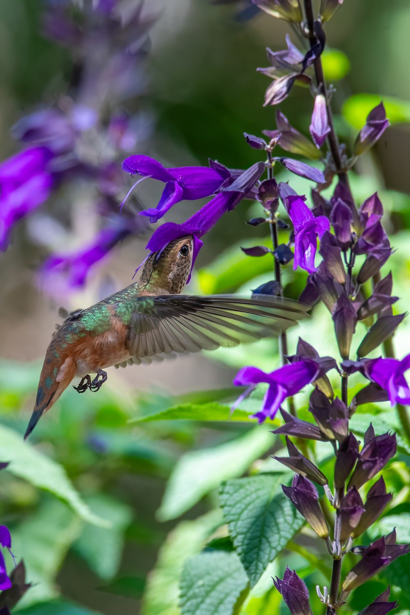 Rufous Hummingbird - ML638386524