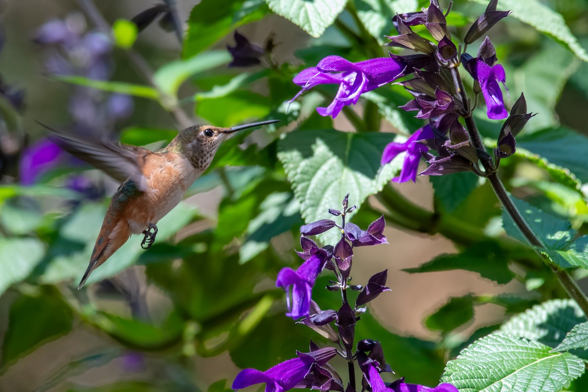 Rufous Hummingbird - ML638386527
