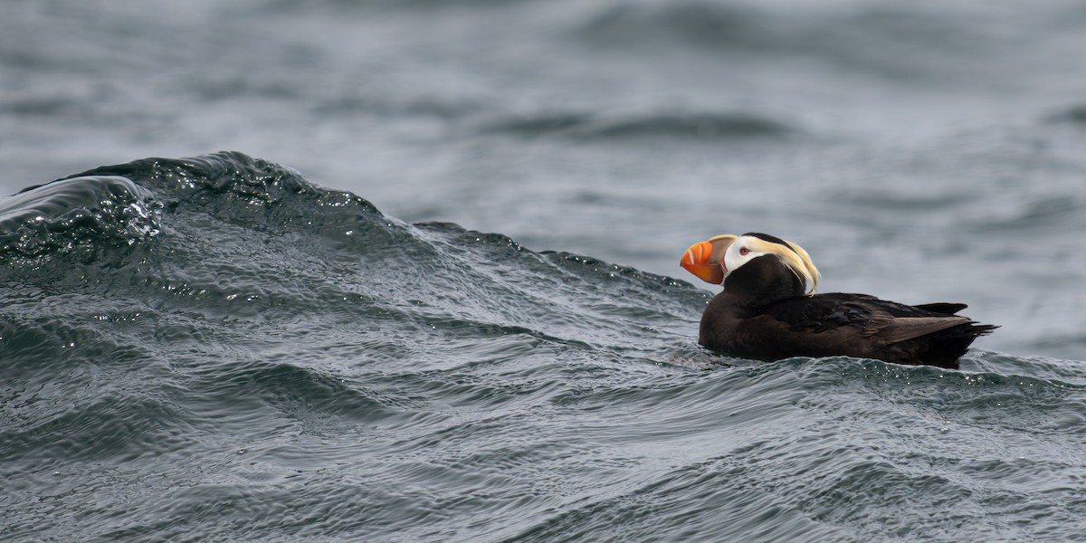 Tufted Puffin - ML638386555