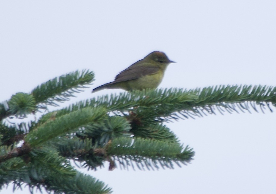 Orange-crowned Warbler - ML638386558